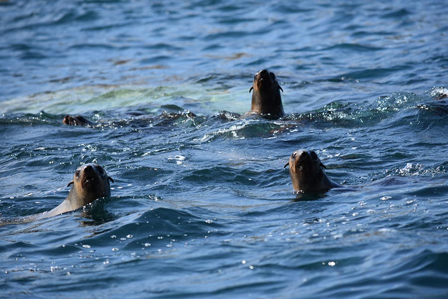 Kanowna Seals